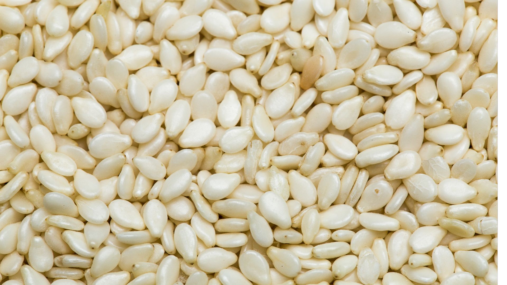 Sesame