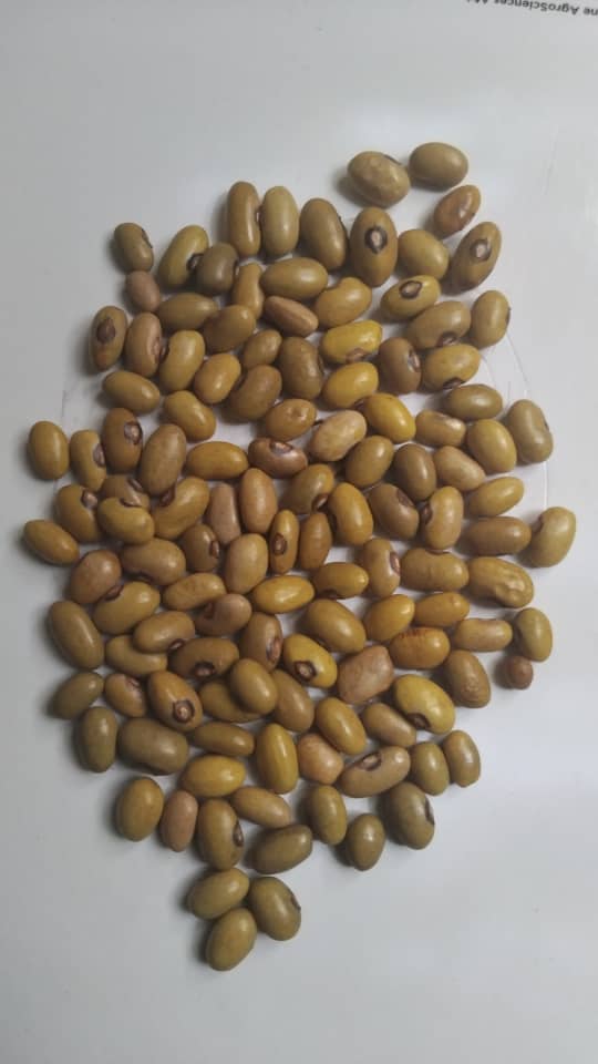Yellow Beans