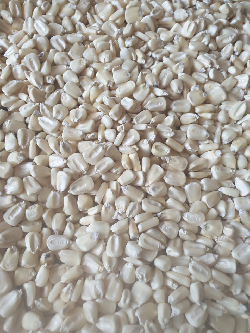 Maize