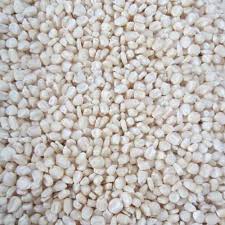 Maize