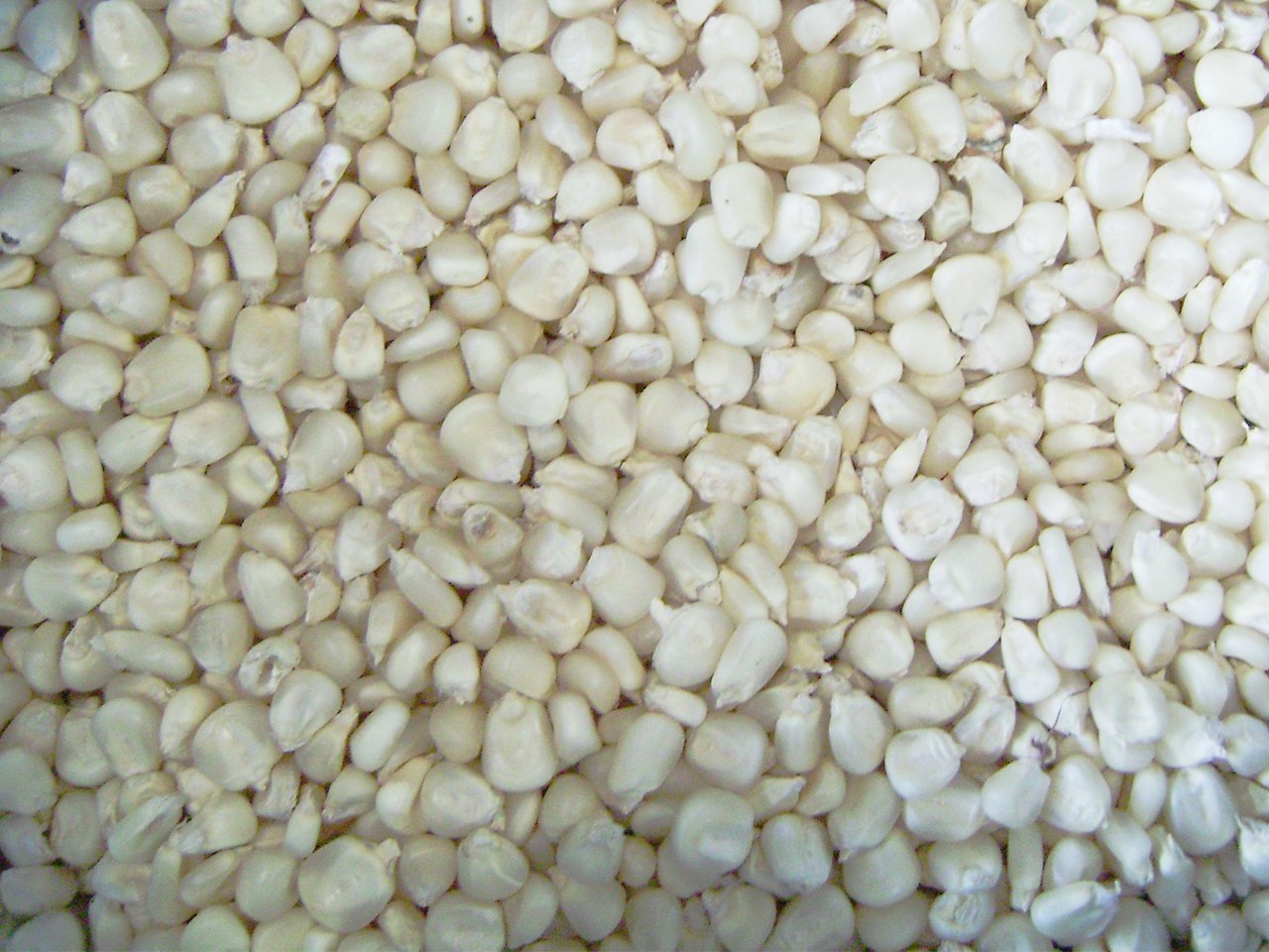 Maize